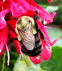 Bombus impatiens