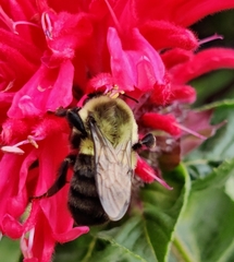 Bombus impatiens