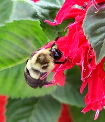 Bombus impatiens