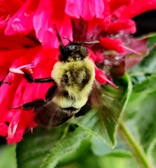 Bombus impatiens