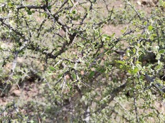 Condalia correllii