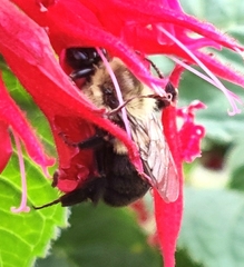 Bombus impatiens