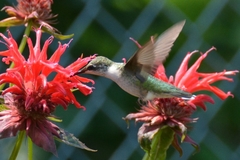 Archilochus colubris