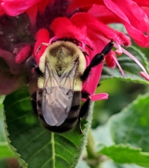 Bombus impatiens