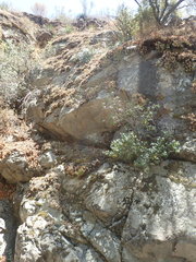 Dudleya viscida