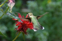 Archilochus colubris