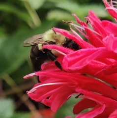 Bombus impatiens