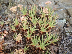 Dudleya viscida