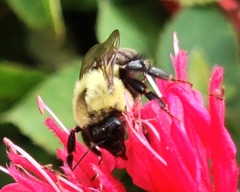 Bombus impatiens
