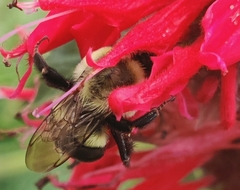 Bombus impatiens