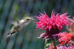 Archilochus colubris