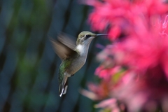 Archilochus colubris