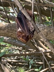 Lasiurus seminolus