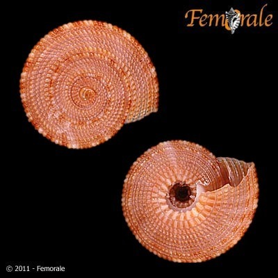 Representative image of Discotectonica