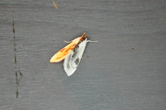 Cliniodes ostreonalis