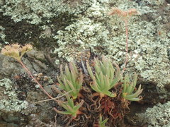 Dudleya viscida