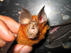 Rhinolophus alcyone