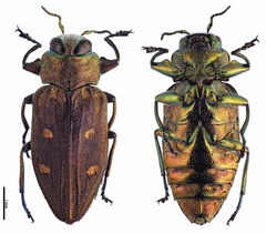 Chrysobothris affinis