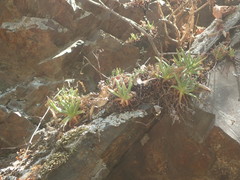 Dudleya viscida