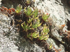 Dudleya viscida