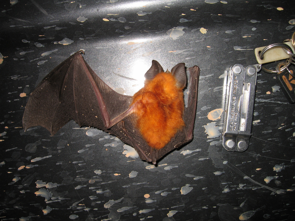 Halcyon Horseshoe Bat