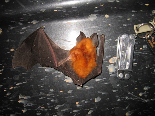 Rhinolophus alcyone