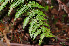 Pteris tremula