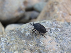 Dinidoridae