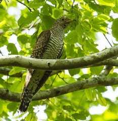 African Cuckoo photo 3