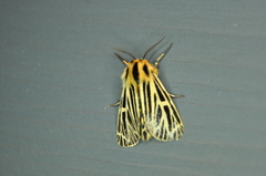 Apantesis virguncula