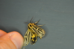 Apantesis virguncula