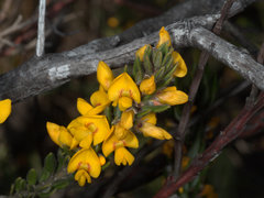 Aotus lanigera