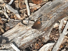 Erebia mancinus