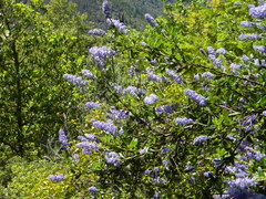 Ceanothus parryi