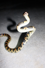 Lycodon semicarinatus