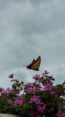 Image of Papilio multicaudata