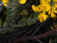 Aotus lanigera