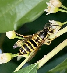 Vespula maculifrons
