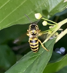 Vespula maculifrons