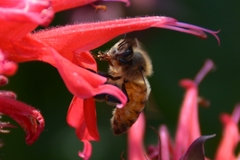 Apis mellifera