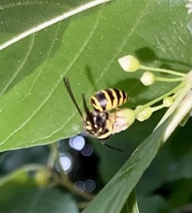 Vespula maculifrons