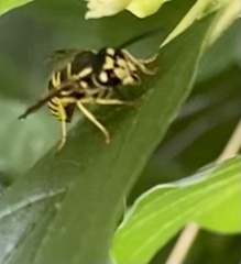 Vespula maculifrons