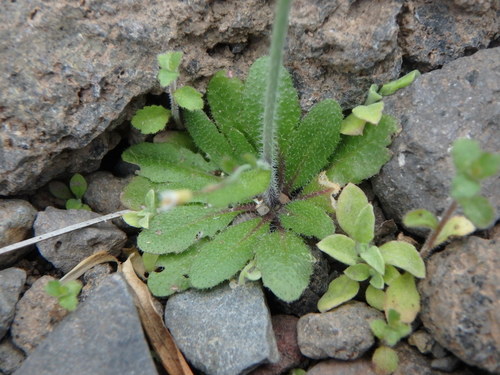 Arabidopsis image