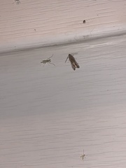 Schreckensteinioidea