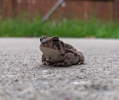 Anaxyrus fowleri