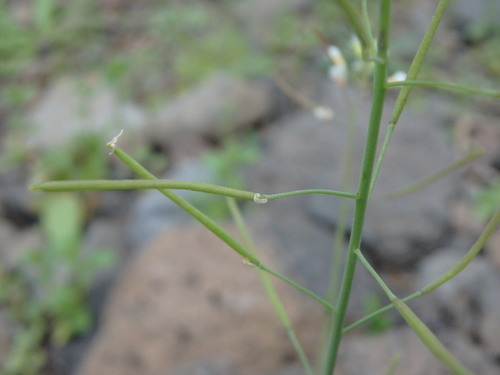 Arabidopsis image