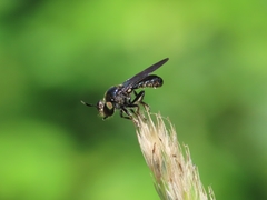 Cerotainia macrocera