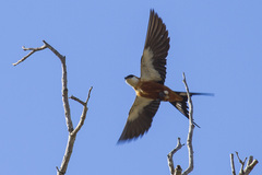 Cecropis senegalensis