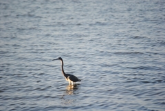 Egretta tricolor