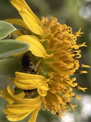 Halictus poeyi
